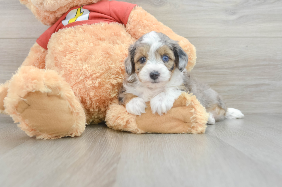 7 week old Mini Aussiedoodle Puppy For Sale - Premier Pups