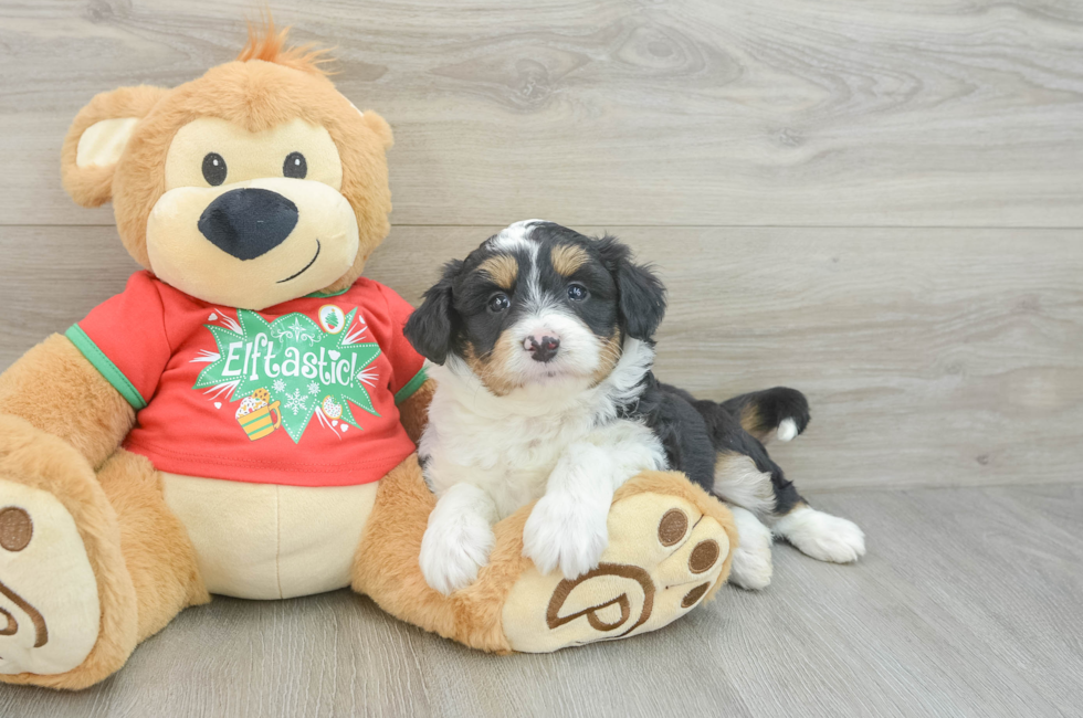 6 week old Mini Aussiedoodle Puppy For Sale - Premier Pups