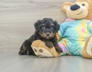 8 week old Mini Aussiedoodle Puppy For Sale - Premier Pups