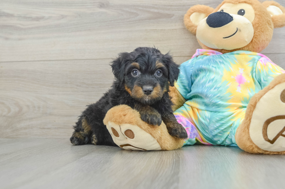 6 week old Mini Aussiedoodle Puppy For Sale - Premier Pups