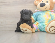 6 week old Mini Aussiedoodle Puppy For Sale - Premier Pups