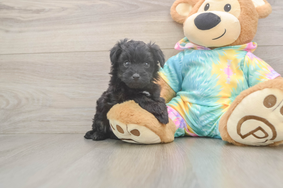 5 week old Mini Aussiedoodle Puppy For Sale - Premier Pups