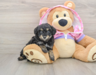 5 week old Mini Aussiedoodle Puppy For Sale - Premier Pups