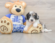 8 week old Mini Aussiedoodle Puppy For Sale - Premier Pups