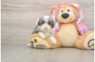 Mini Aussiedoodle Puppy for Adoption