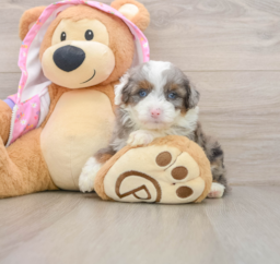 7 week old Mini Aussiedoodle Puppy For Sale - Premier Pups