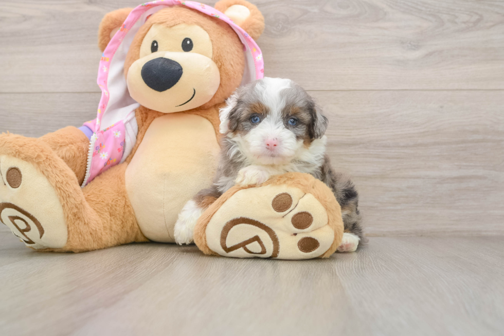 Mini Aussiedoodle Puppy for Adoption