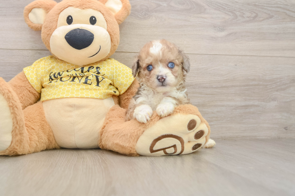 Funny Mini Aussiedoodle Poodle Mix Pup
