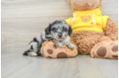 Petite Mini Aussiedoodle Poodle Mix Pup