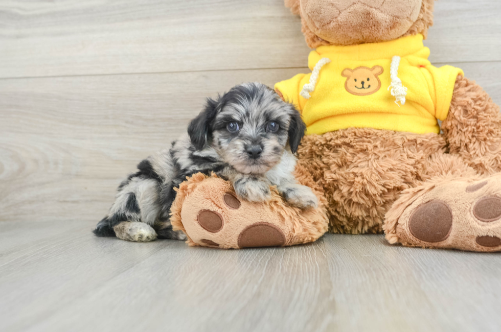 6 week old Mini Aussiedoodle Puppy For Sale - Premier Pups