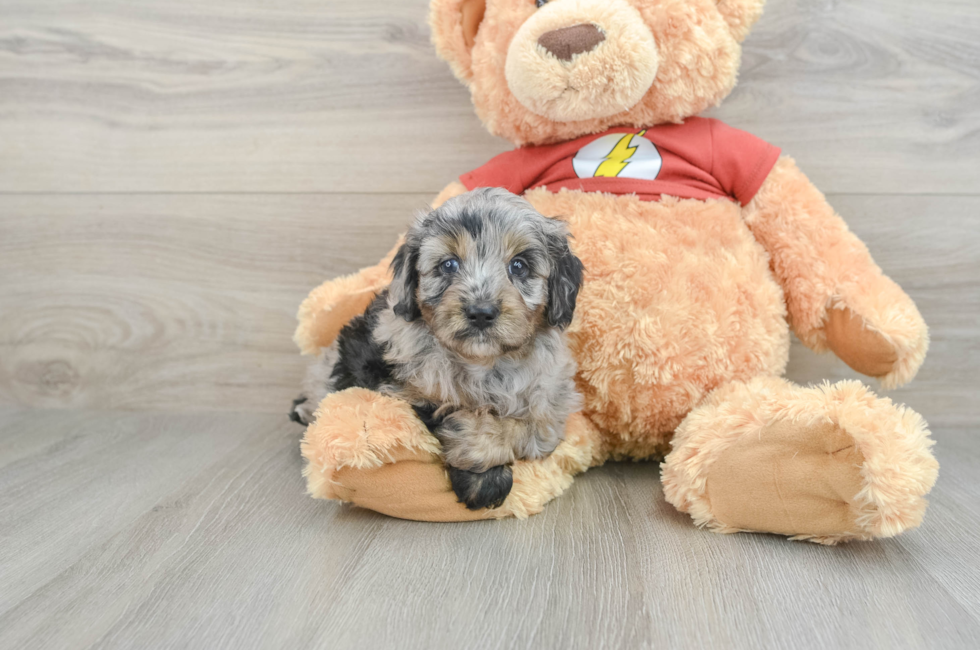 6 week old Mini Aussiedoodle Puppy For Sale - Premier Pups