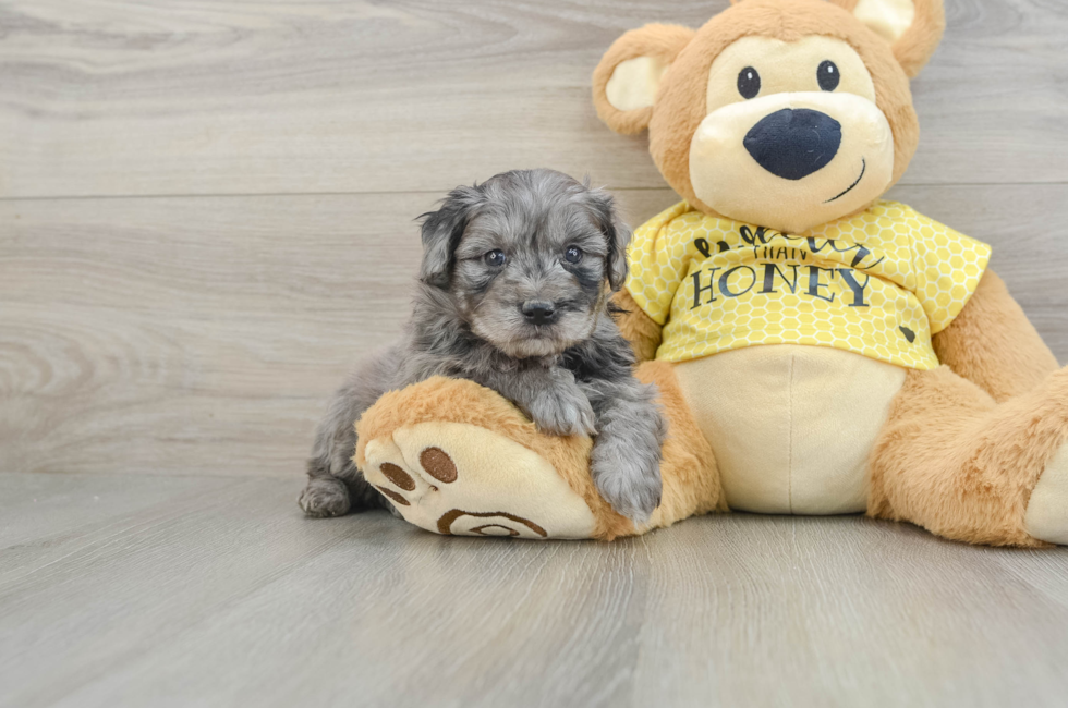 7 week old Mini Aussiedoodle Puppy For Sale - Premier Pups