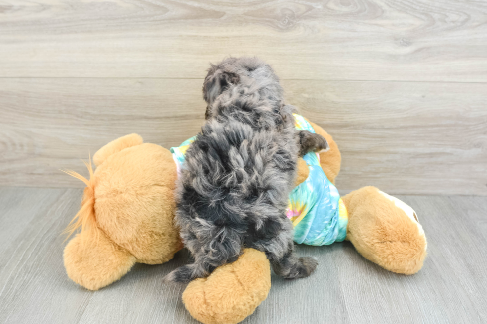 Little Mini Aussiepoo Poodle Mix Puppy