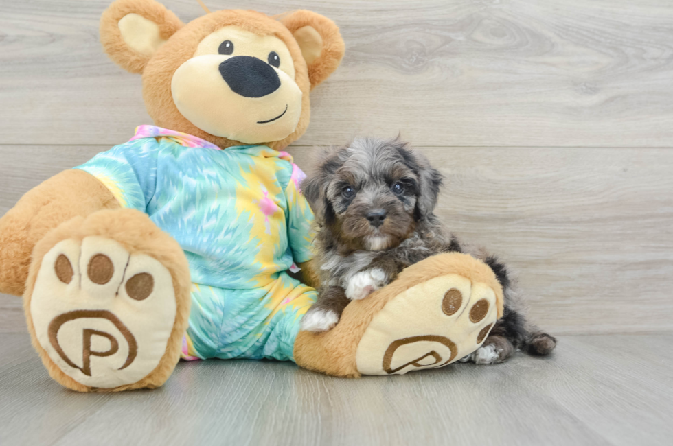 6 week old Mini Aussiedoodle Puppy For Sale - Premier Pups