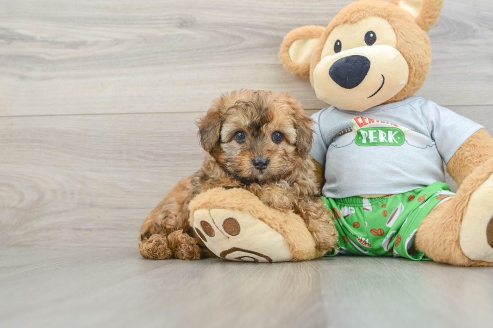 Petite Mini Aussiedoodle Poodle Mix Pup