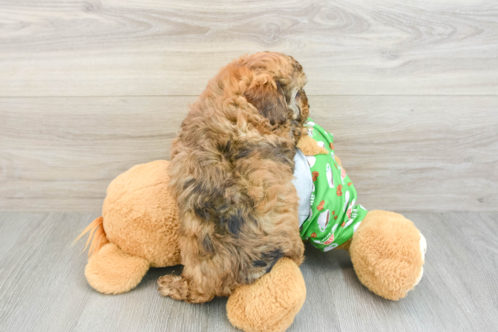 Best Mini Aussiedoodle Baby