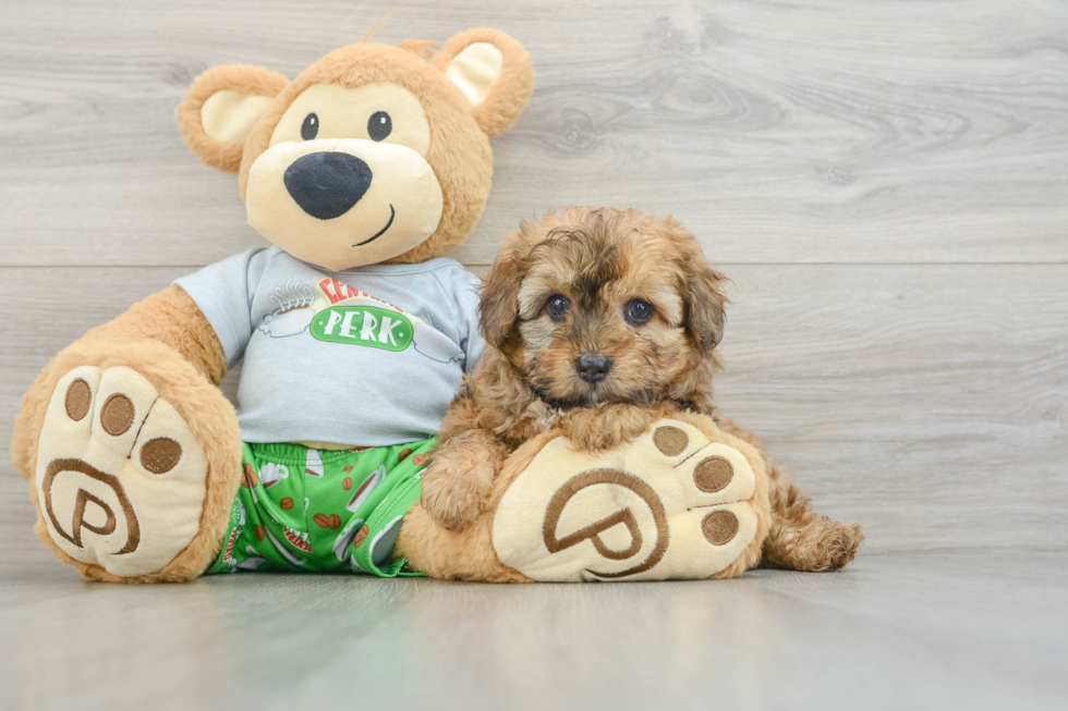 Adorable Mini Australian Shepherd X Poodle Mix Poodle Mix Puppy