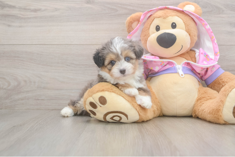 Playful Mini Aussiepoodle Poodle Mix Puppy