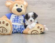 8 week old Mini Aussiedoodle Puppy For Sale - Premier Pups