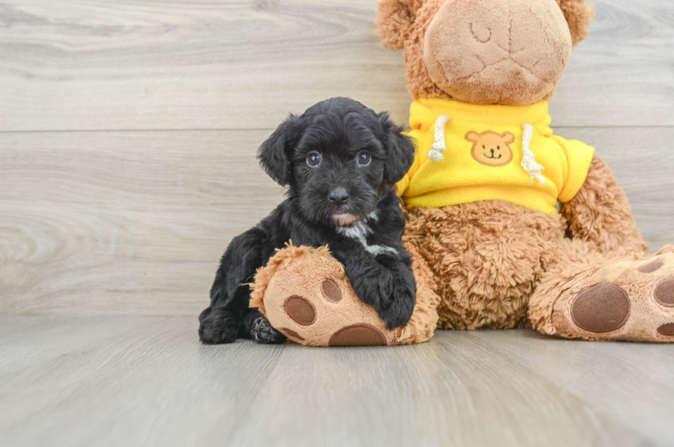 6 week old Mini Aussiedoodle Puppy For Sale - Premier Pups