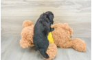 Smart Mini Aussiedoodle Poodle Mix Pup