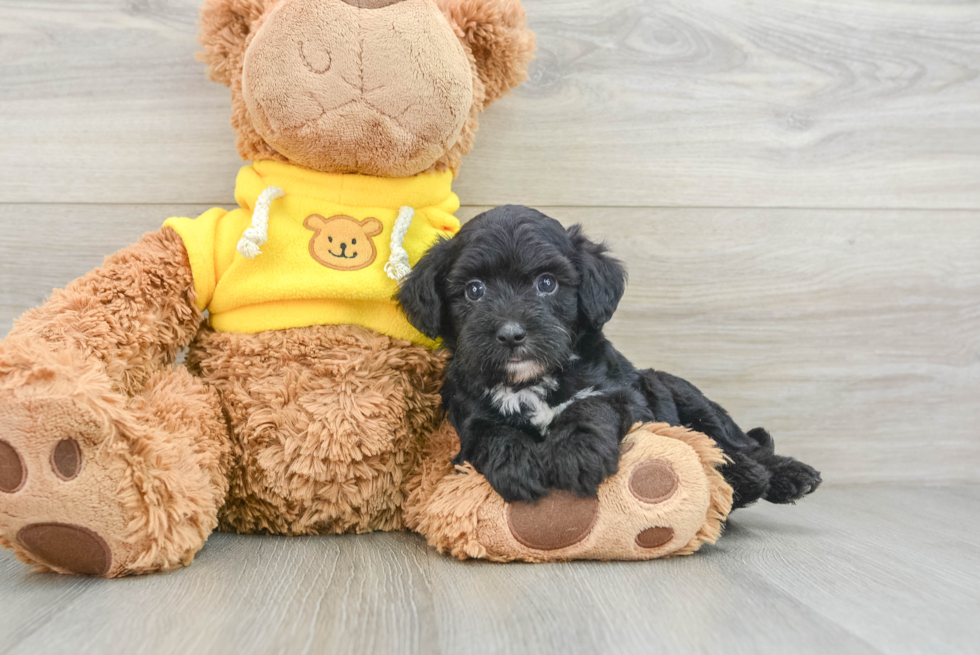 Mini Aussiedoodle Puppy for Adoption