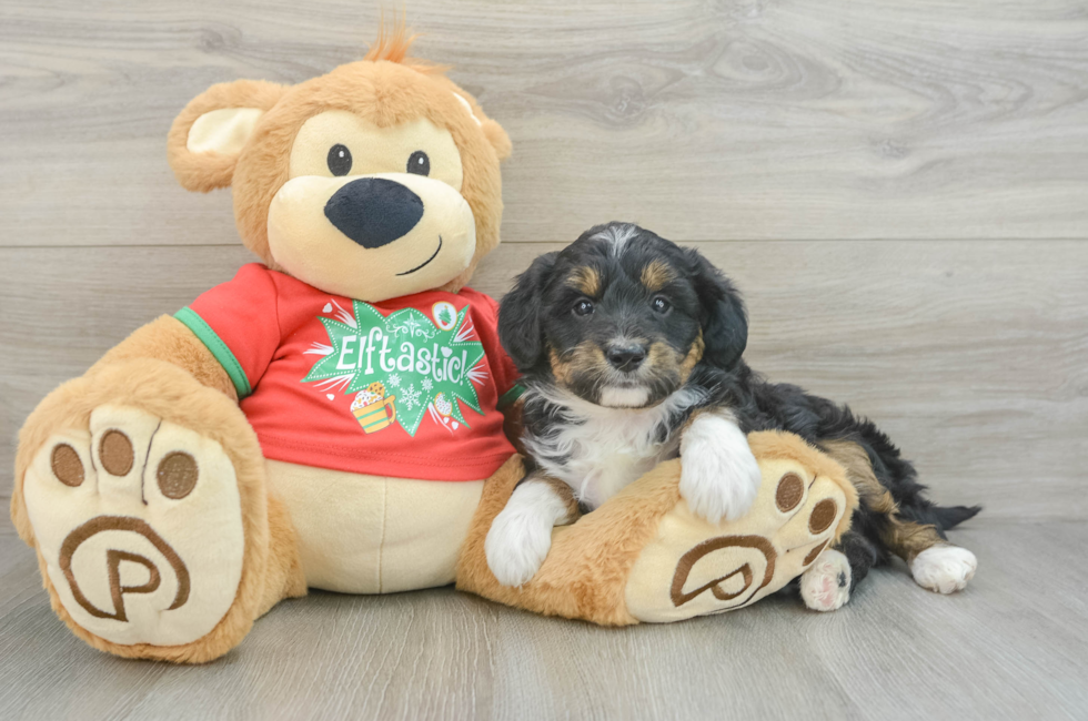 6 week old Mini Aussiedoodle Puppy For Sale - Premier Pups