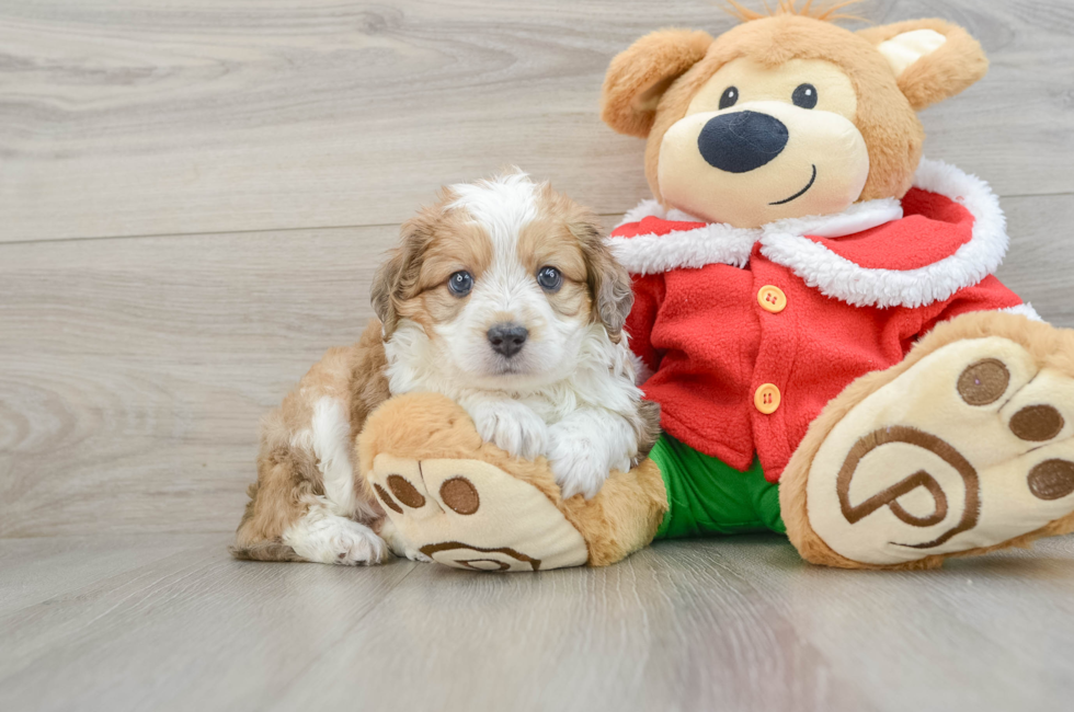 5 week old Mini Aussiedoodle Puppy For Sale - Premier Pups