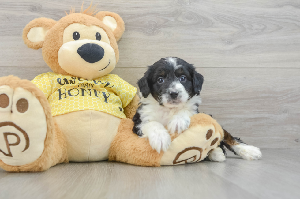 5 week old Mini Aussiedoodle Puppy For Sale - Premier Pups