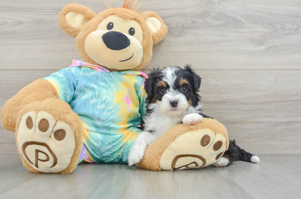 6 week old Mini Aussiedoodle Puppy For Sale - Premier Pups