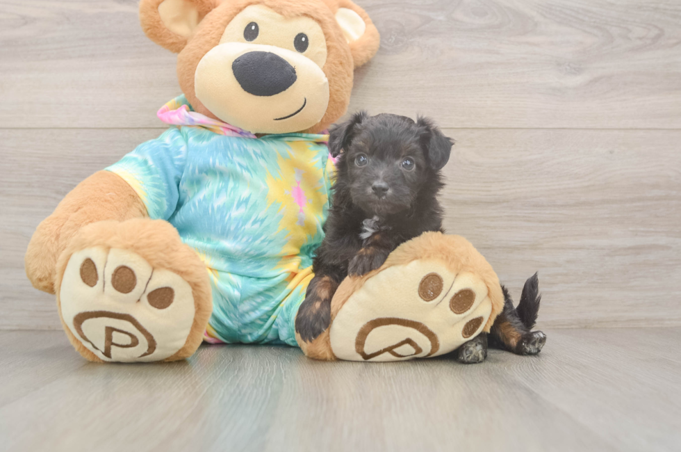 5 week old Mini Aussiedoodle Puppy For Sale - Premier Pups