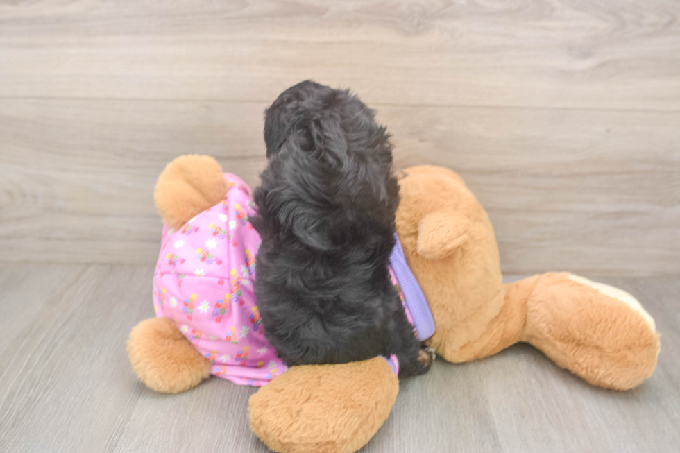 Little Mini Aussiepoo Poodle Mix Puppy