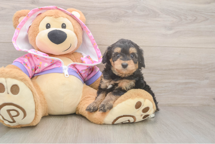 Hypoallergenic Aussiepoo Poodle Mix Puppy