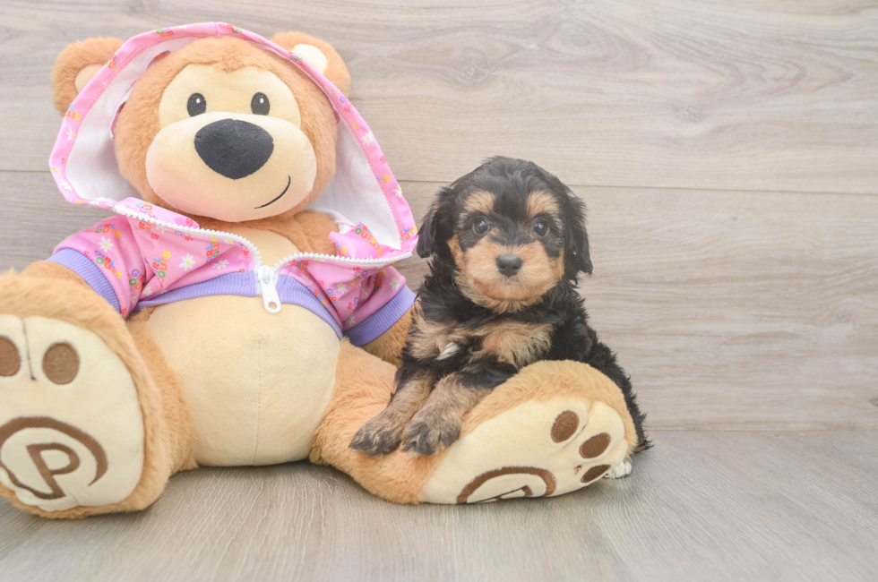 5 week old Mini Aussiedoodle Puppy For Sale - Premier Pups