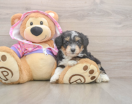 6 week old Mini Aussiedoodle Puppy For Sale - Premier Pups