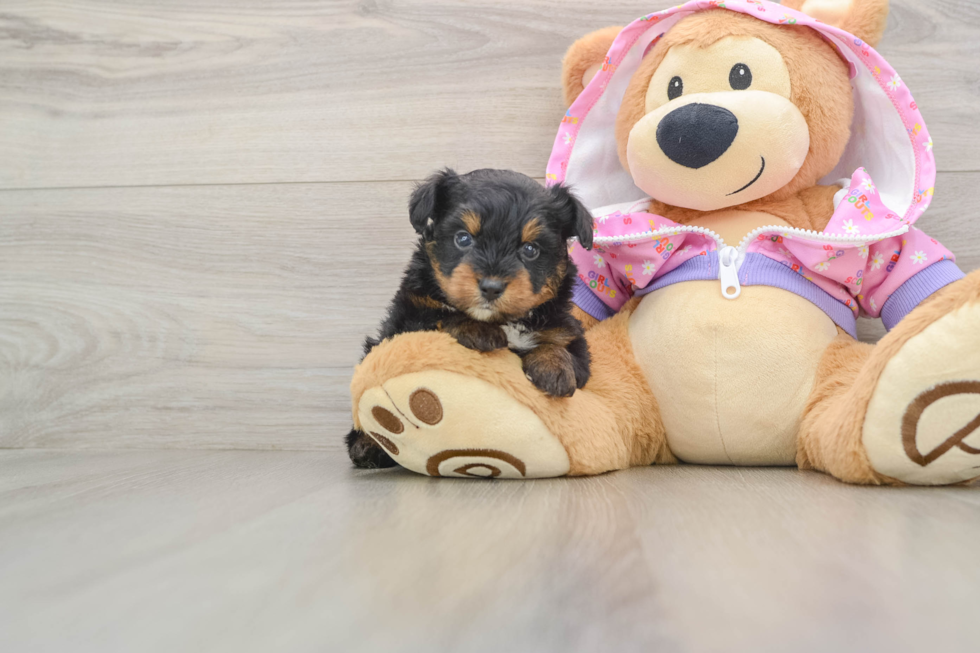 Funny Mini Aussiedoodle Poodle Mix Pup