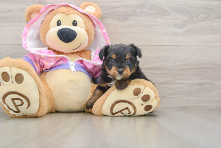 Mini Aussiedoodle Puppy for Adoption