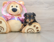 5 week old Mini Aussiedoodle Puppy For Sale - Premier Pups