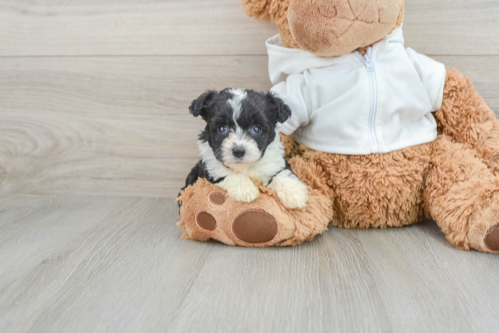 Mini Aussiedoodle Pup Being Cute