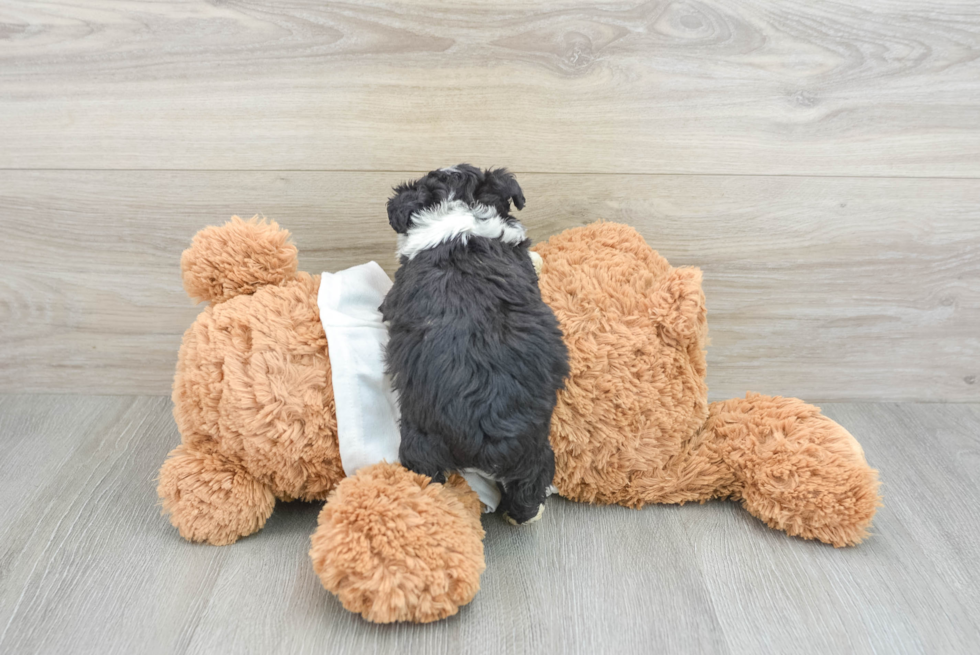 Fluffy Mini Aussiedoodle Poodle Mix Pup