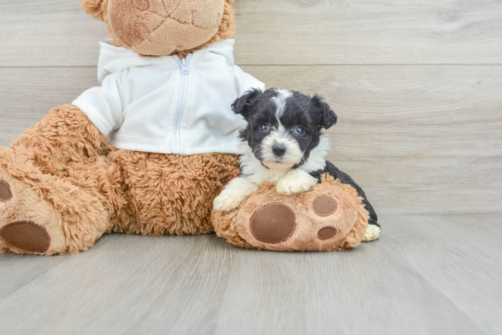 Funny Mini Aussiedoodle Poodle Mix Pup