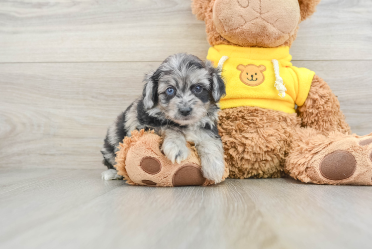 Mini Aussiedoodle Pup Being Cute