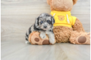 Mini Aussiedoodle Pup Being Cute