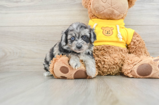 Mini Aussiedoodle Pup Being Cute