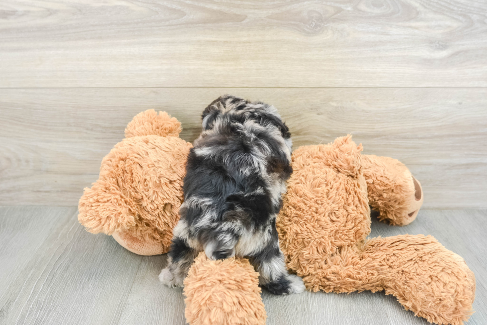 Adorable Mini Australian Shepherd X Poodle Mix Poodle Mix Puppy