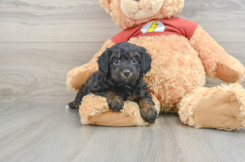 6 week old Mini Aussiedoodle Puppy For Sale - Premier Pups