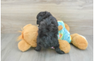 Popular Mini Aussiedoodle Poodle Mix Pup