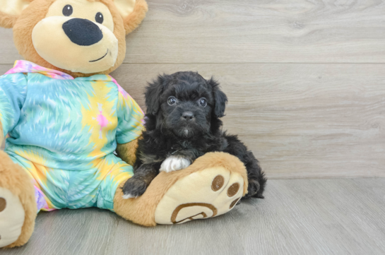 Happy Mini Aussiedoodle Baby