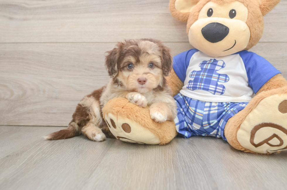 6 week old Mini Aussiedoodle Puppy For Sale - Premier Pups