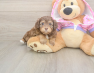 8 week old Mini Aussiedoodle Puppy For Sale - Premier Pups